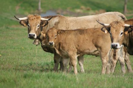 @INRAE Paturage d'un troupeau de bovins de race Aubrac