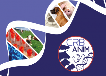 @CRB-Anim