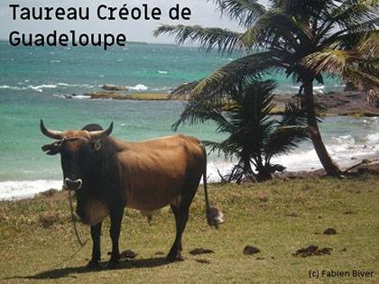 Bovin Créole de Guadeloupe