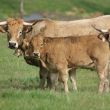 @INRAE Paturage d'un troupeau de bovins de race Aubrac
