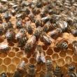 Abeilles sur le couvain @Tristan Kistler (licence CC-BY)