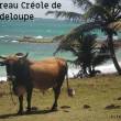Bovin Créole de Guadeloupe