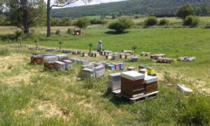Abeilles Agro&eacute;cologie