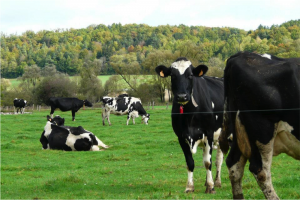 Bovin vache-laitiere-bio