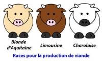 Races à viande : Blonde d'Aquitaine, Limousine, Charolaise