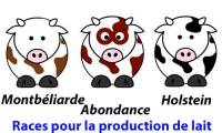 Races laitières : Montbéliarde, Abondance, Holstein