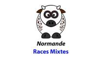 Races mixtes : Normande