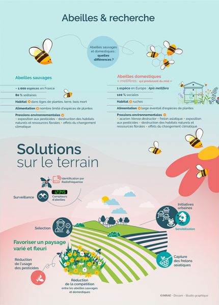 Infographie_abeilles