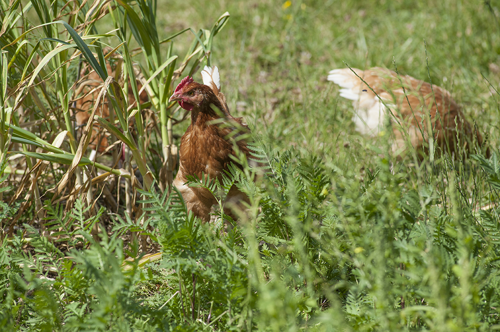 Poules herbe - chm12003-0013
