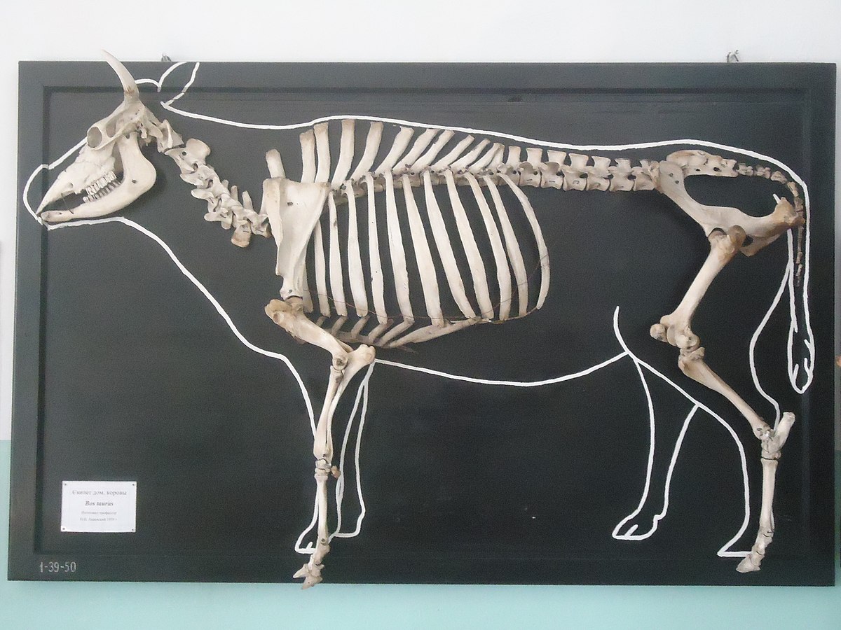 Андрюша Романов, Displayed skeleton of a domestic cow, CC BY 4.0 Скелет домашней коровы, 2014